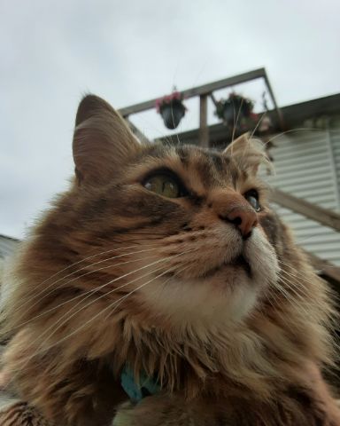 Cute Norwegian Forest Cat named Hot Tamale/Mollie