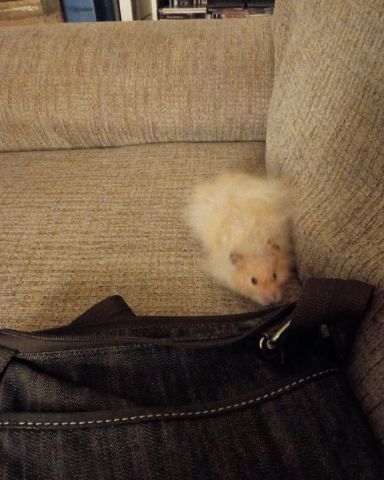 Cute golden hamster named Alex