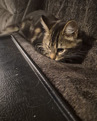 Cute Domestic longhair named Noodle