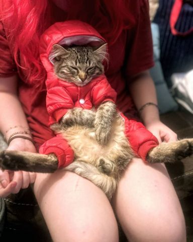 Cute Domestic Mediumhair Tabby named Bash, Bashy, Bashy-Boy, BashMcTash