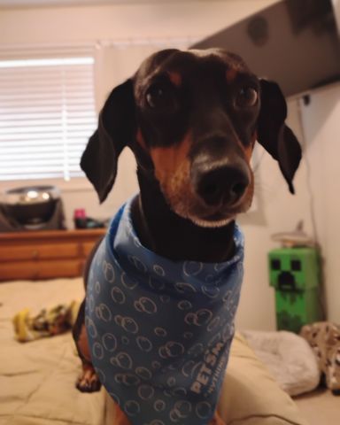 Cute dog named ralphie