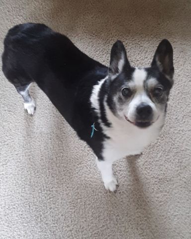 Cute Corgi mix named Corbin