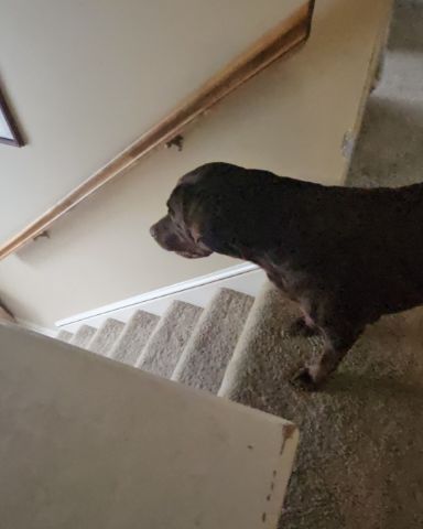 Cute dog named Roscoe