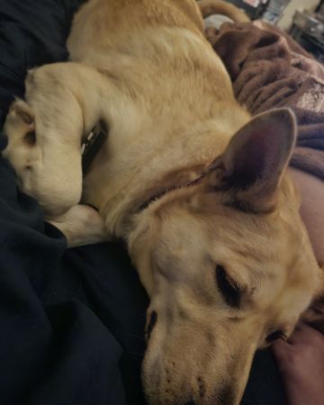 Cute Labsky named Bella