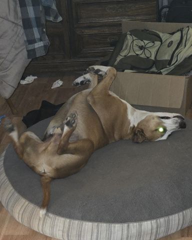 Cute dog named Max