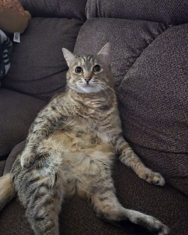 Cute tabby named Lucy