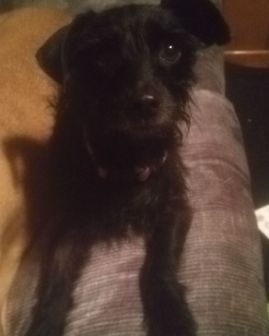 Cute dog named cupid