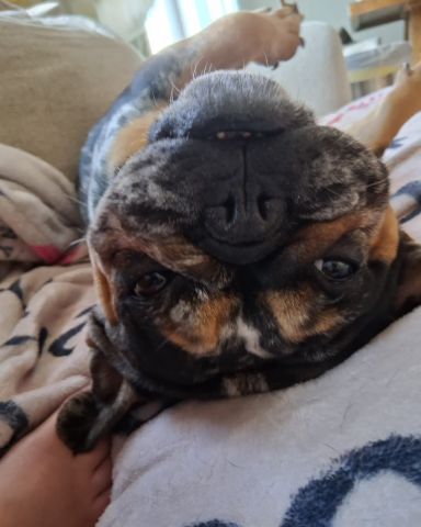 Cute French bulldog named Patty