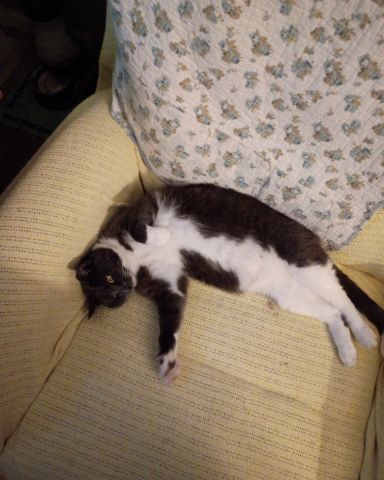 Cute Grey Tuxedo named Petunia