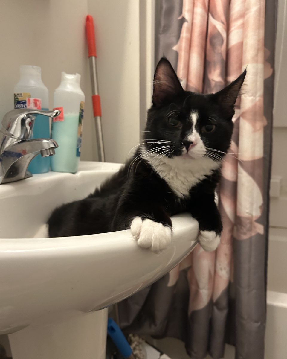 Cute cat named Oliver Bean