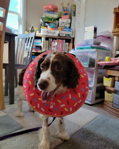 Cute English Springer Spaniel named Sparky