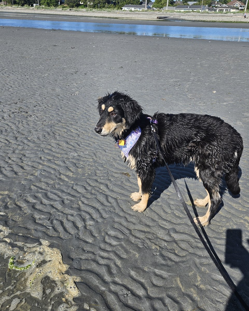 Cute dog named Roxi