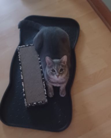 Cute cat named dutchess