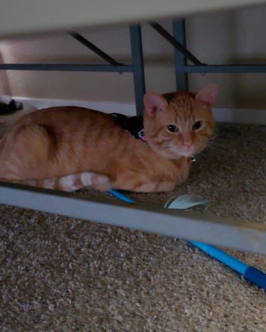 Cute Orange tabby named Phenyx