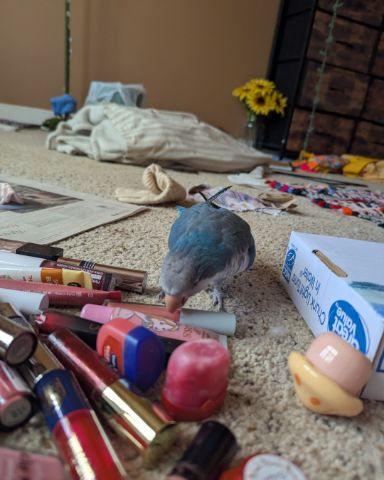 Cute Quaker parrot named pixie