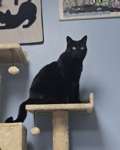 Cute cat named Balerion