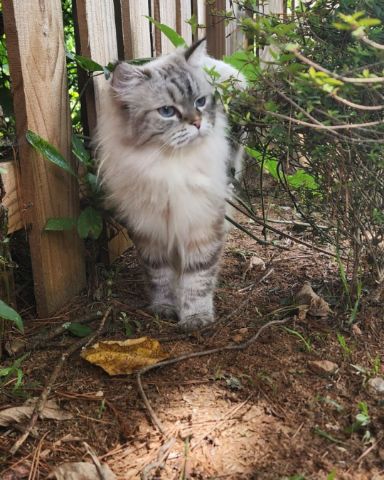 Cute Persian Ragdoll named Luna