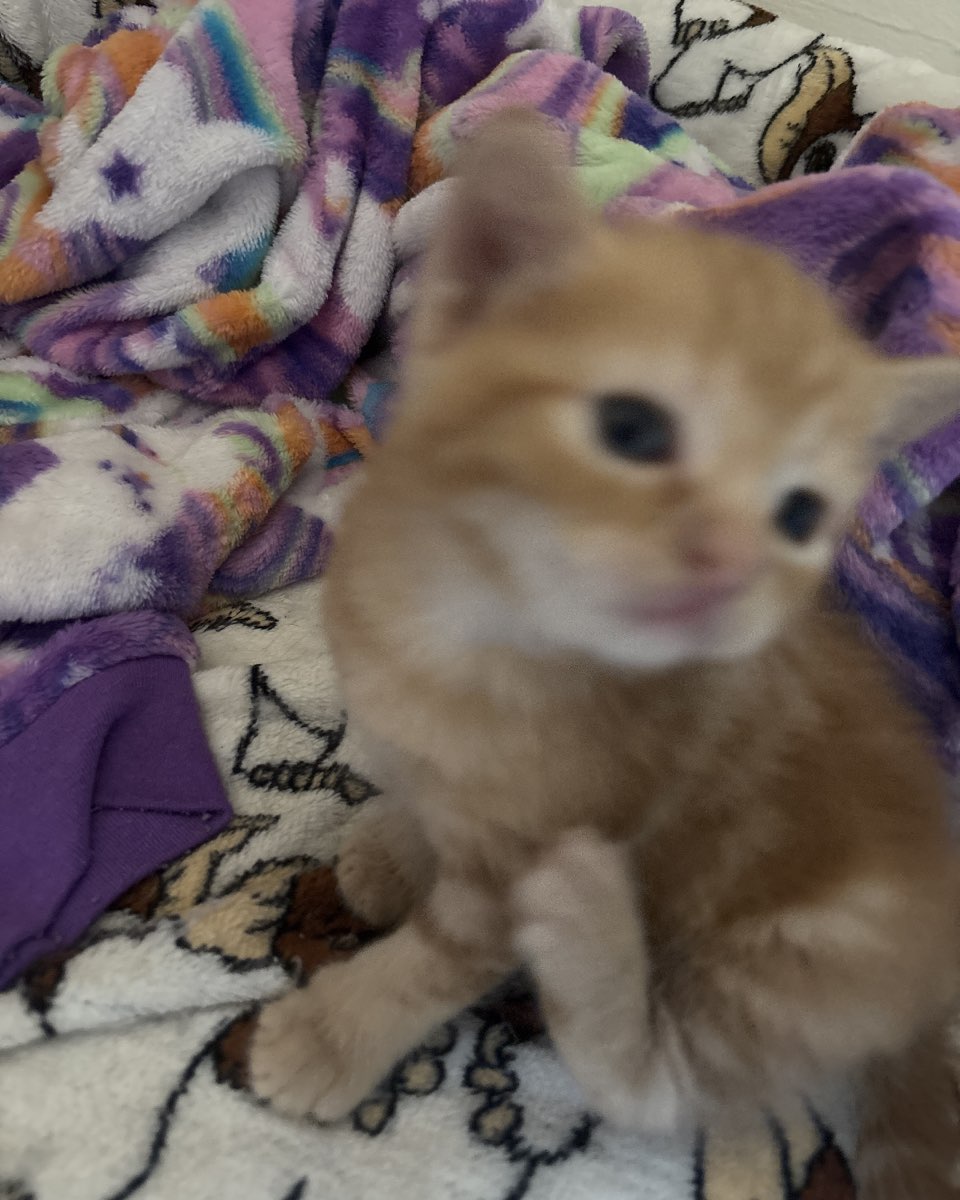 Cute cat named Roxy,nacho,noodle,sunny