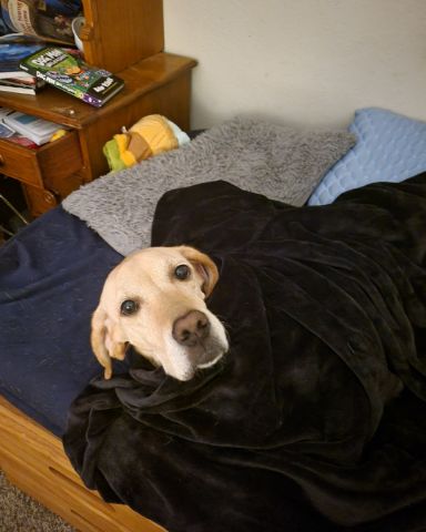 Cute mix named Sadie