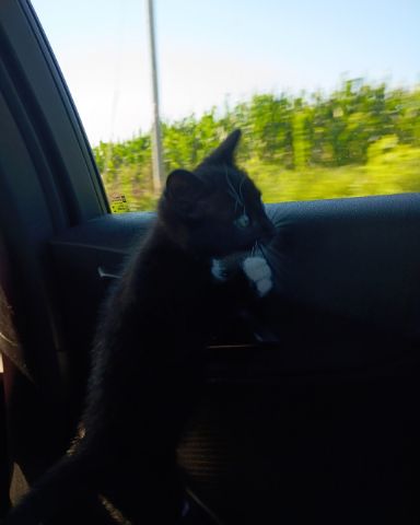 Cute tuxedo named mini