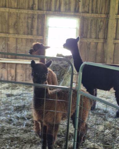 Cute other named Nora i have multiple animals