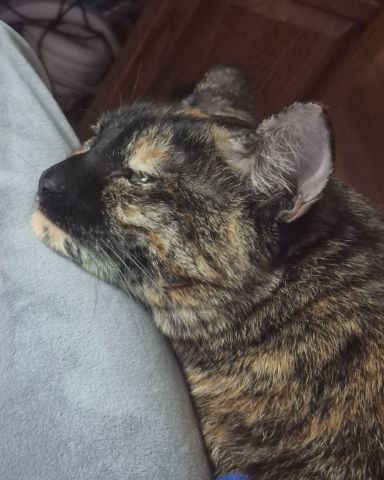 Cute cat named Celestine