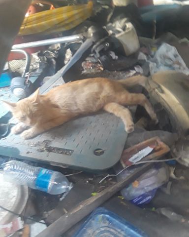 Cute orange tabby named pumpkin