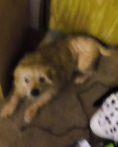 Cute mutt named dexter