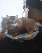Cute Norwegian Forest Cat named Hot Tamale/Mollie