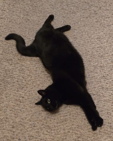 Cute cat named Balerion