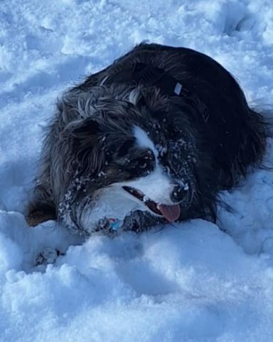 Cute Australian shepherd named Dixie