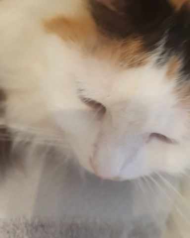Cute cat named daisy