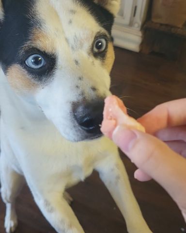 Cute 1/4 Chihuahua 3/4 Queensland healer named Billy