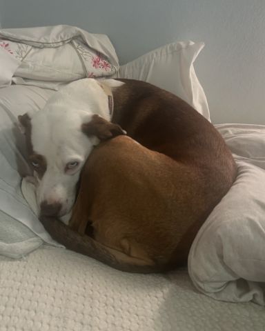 Cute Australian shepherd pit bull mix named Daisy