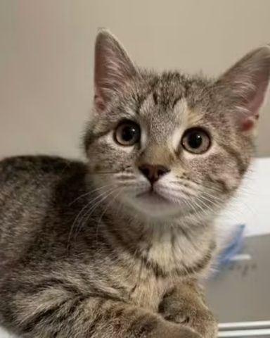 Cute cat named warrior