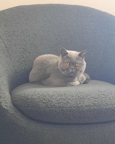 Cute British Shorthair named Gypsy