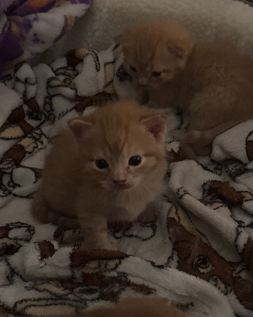 Cute cat named Roxy,nacho,noodle,sunny