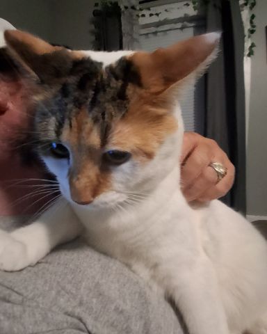 Cute Calico maincoon named Callie