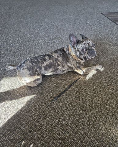 Cute frenchton named Porkchop