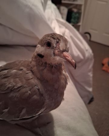 Cute white tipped dove named Derek