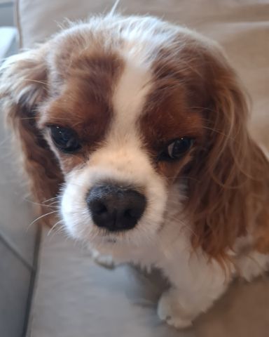 Cute Cavalier King Charles Spaniel named Arya