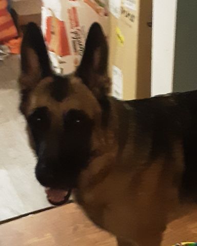 Cute German Shepard named Boss