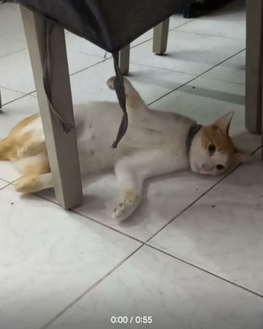 Cute cat named Mango