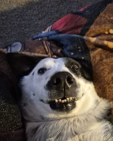 Cute border collie/lab named stevie