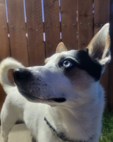 Cute 1/4 Chihuahua 3/4 Queensland healer named Billy