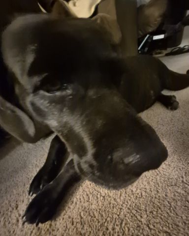Cute English mastiff mixed with cane corso named Penny💜🤎