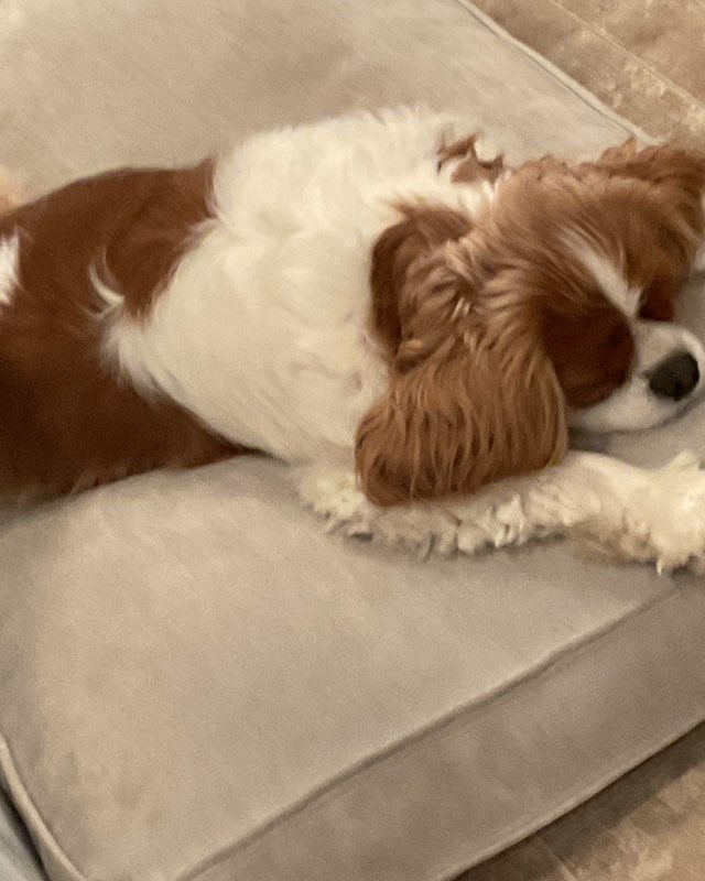 Cute Cavalier King Charles Spaniel named Arya