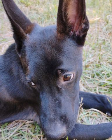 Cute German Shepard Boarder Collie Mix named Onyx