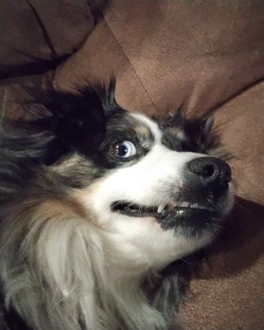 Cute Australian shepherd named Dixie
