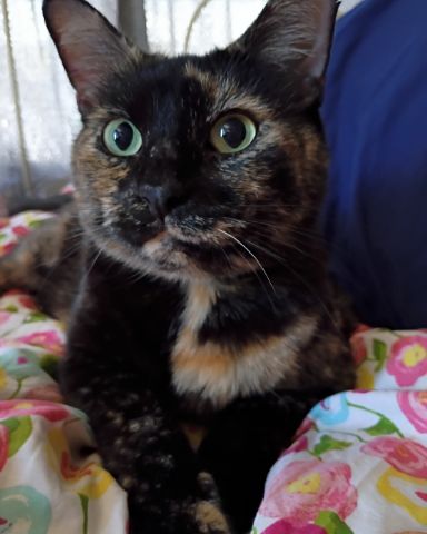 Cute Tortoiseshell named Royal